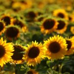 Опасный подсолнечник из Аргентины будет идти на экспорт, в нашей стране он продаваться не будет: заверили в BABH