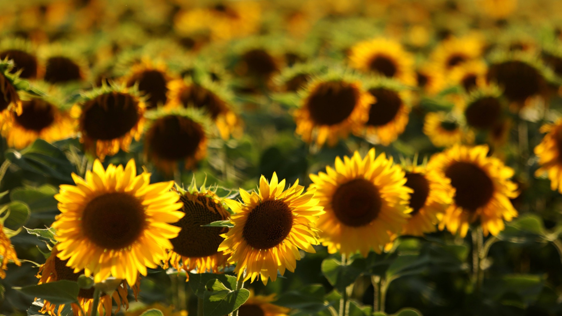 Опасный подсолнечник из Аргентины будет идти на экспорт, в нашей стране он продаваться не будет: заверили в BABH