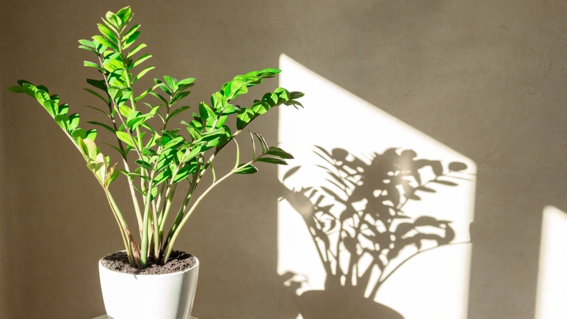 Легкое в выращивании комнатное растение, которое прекрасно себя чувствует при искусственном освещении.