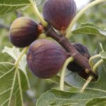 Как правильно пересадить инжир