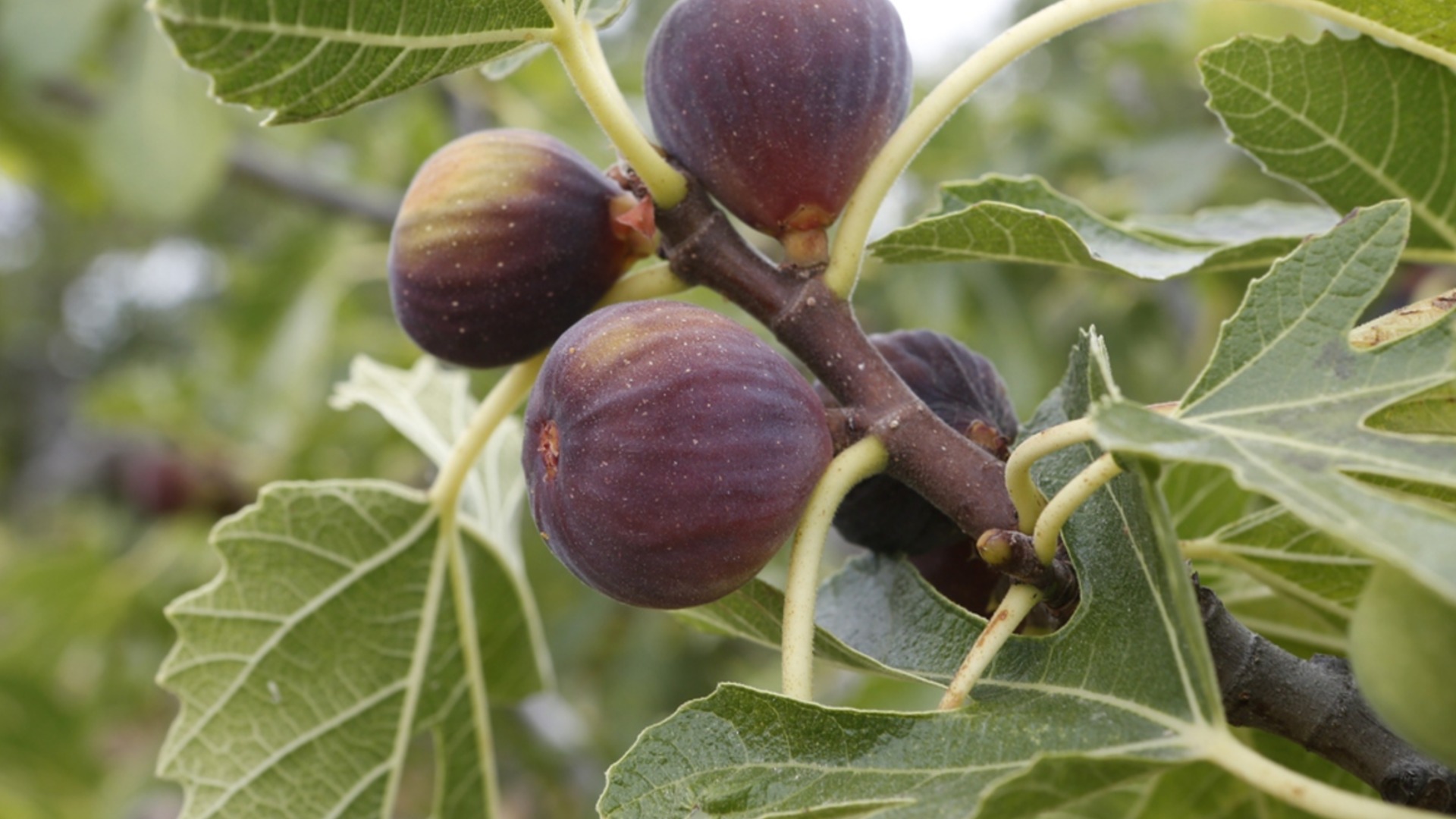 Как правильно пересадить инжир