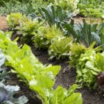 5 вещей, которые нужно сделать с грядками в конце зимы, чтобы весной растения были пышными