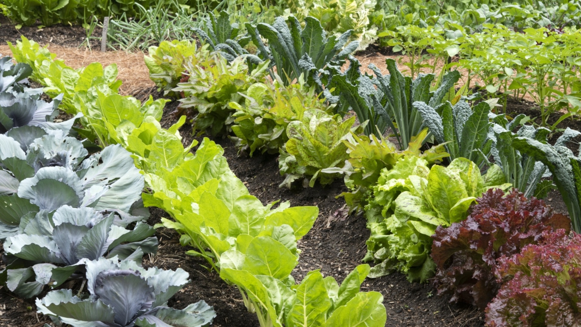 5 вещей, которые нужно сделать с грядками в конце зимы, чтобы весной растения были пышными