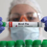 В Италии зафиксировали случай птичьего гриппа у человека