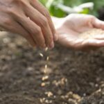 Садоводство в марте: что посадить в саду в марте?