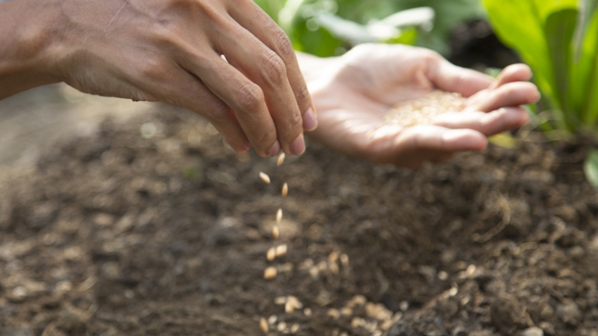 Садоводство в марте: что посадить в саду в марте?