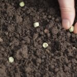 Это единственный правильный способ хранения семян растений.