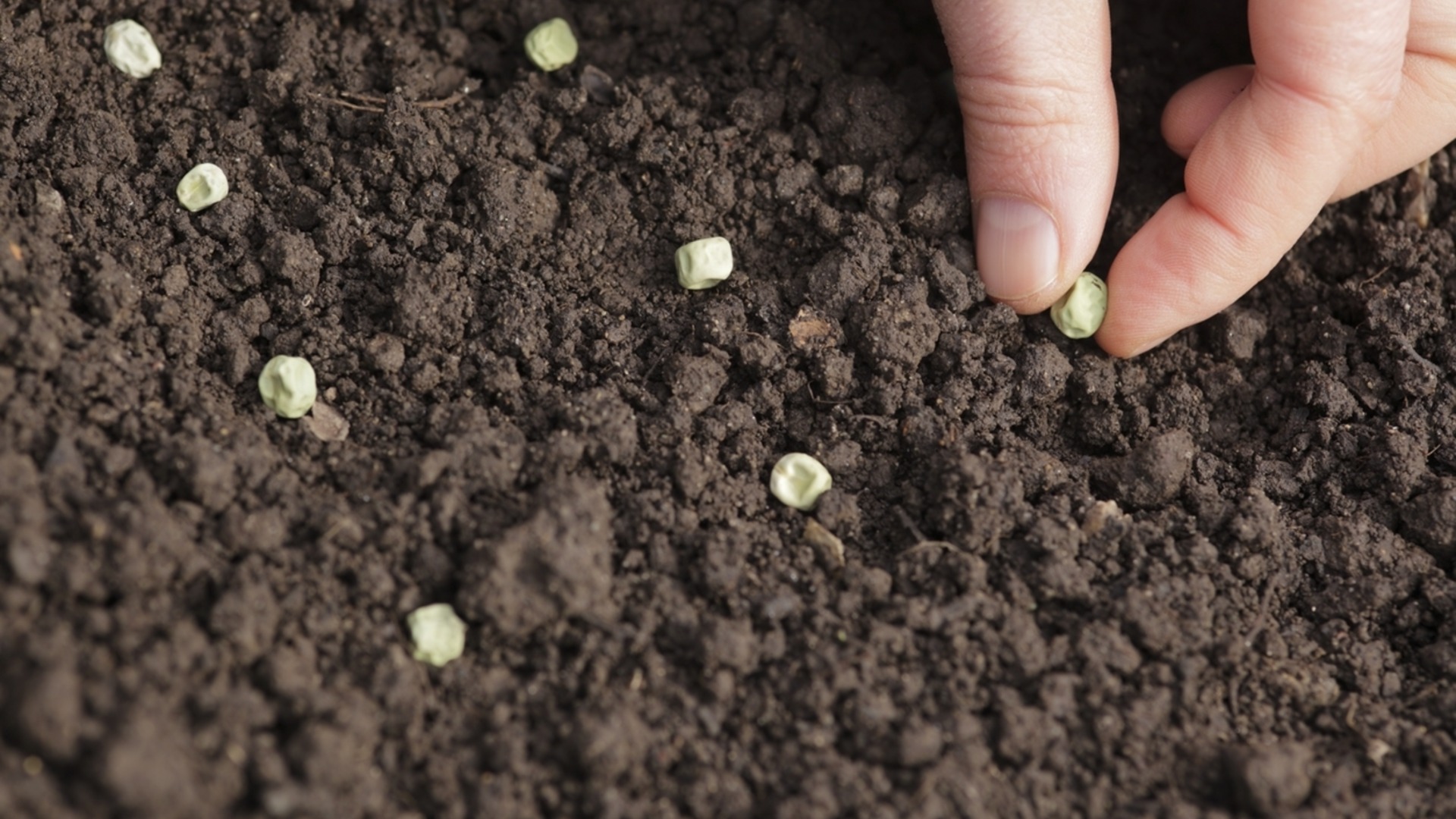 Это единственный правильный способ хранения семян растений.