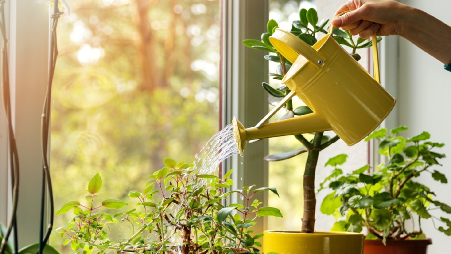 Это единственный способ удобрить растения рисовым отваром.