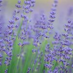 Никогда не выращивайте эти растения рядом с лавандой.