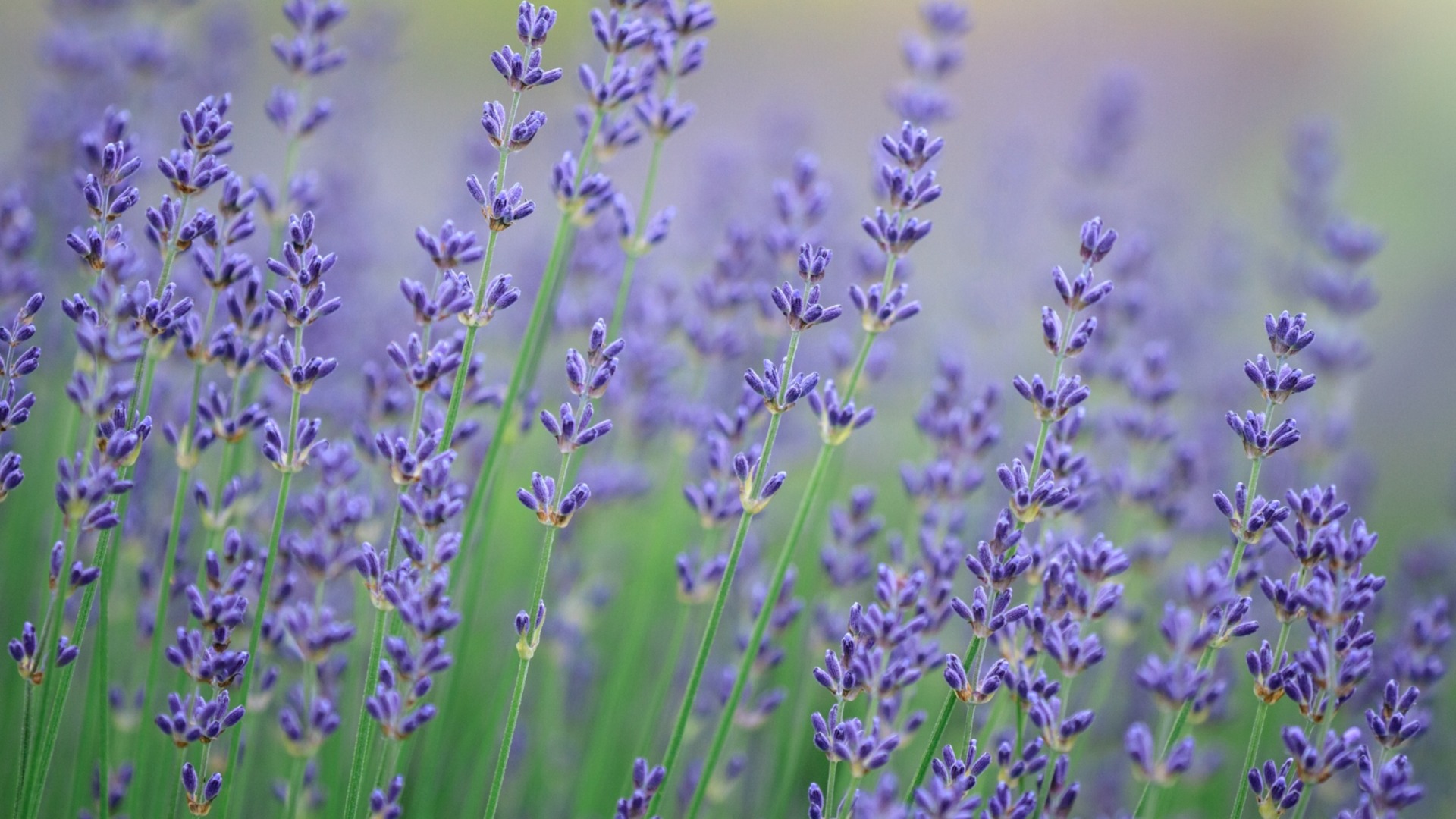 Никогда не выращивайте эти растения рядом с лавандой.