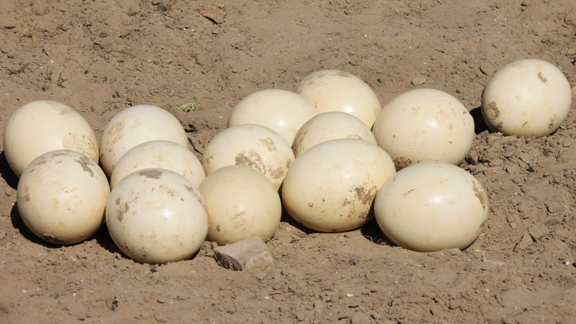 Змеиные и птичьи яйца в вашем дворе – как их отличить?