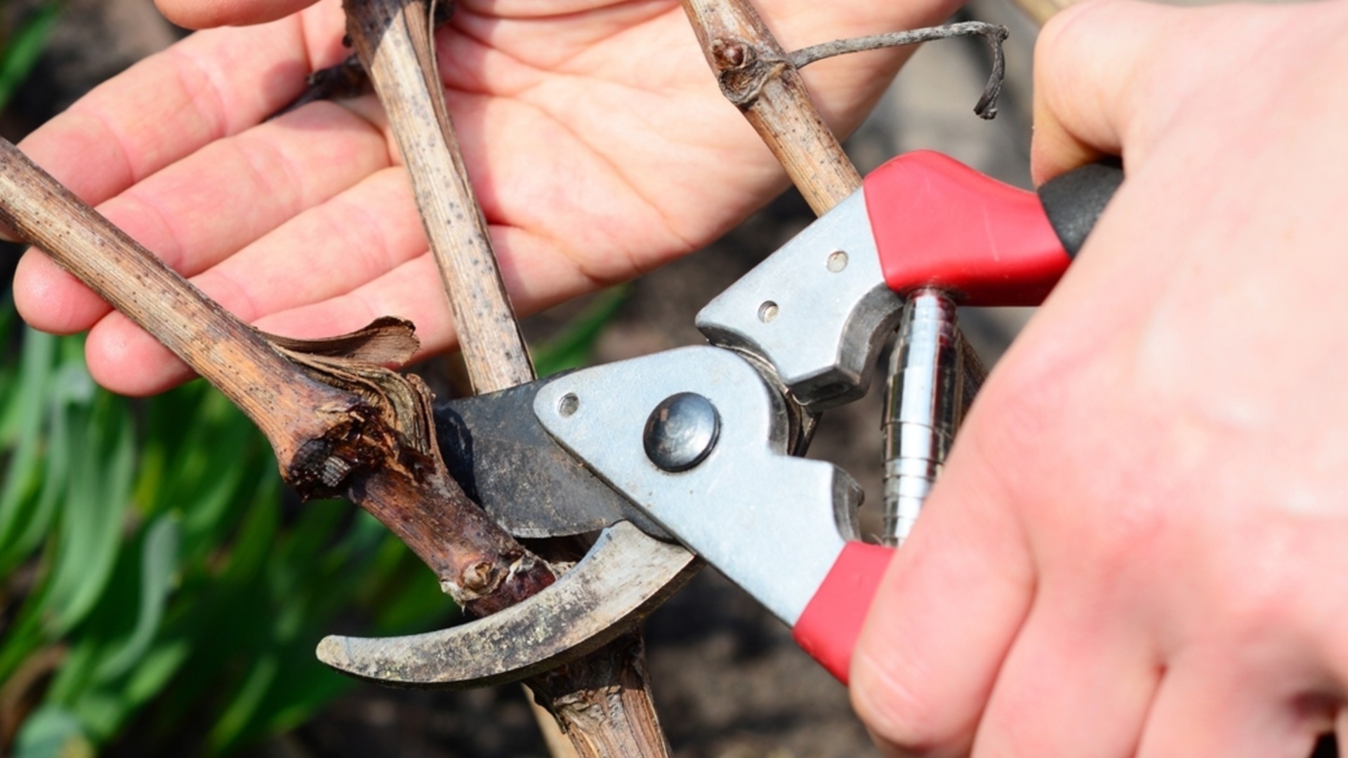 Февраль — пиковое время для обрезки этих растений.