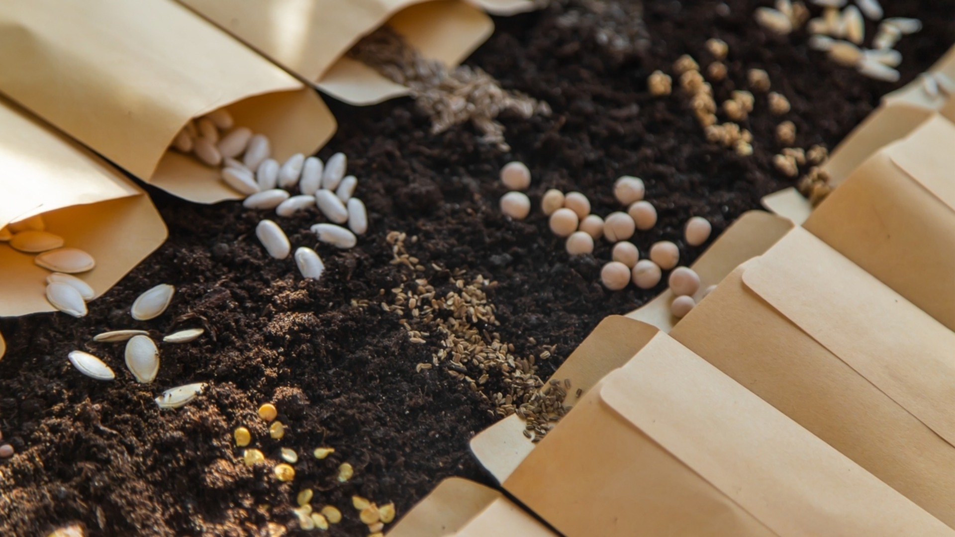 Как определить, пригодны ли старые семена для посадки