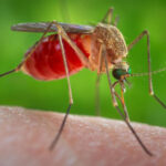 Лихорадку Денге обнаружили на Львовщине: вакцины от нее нет