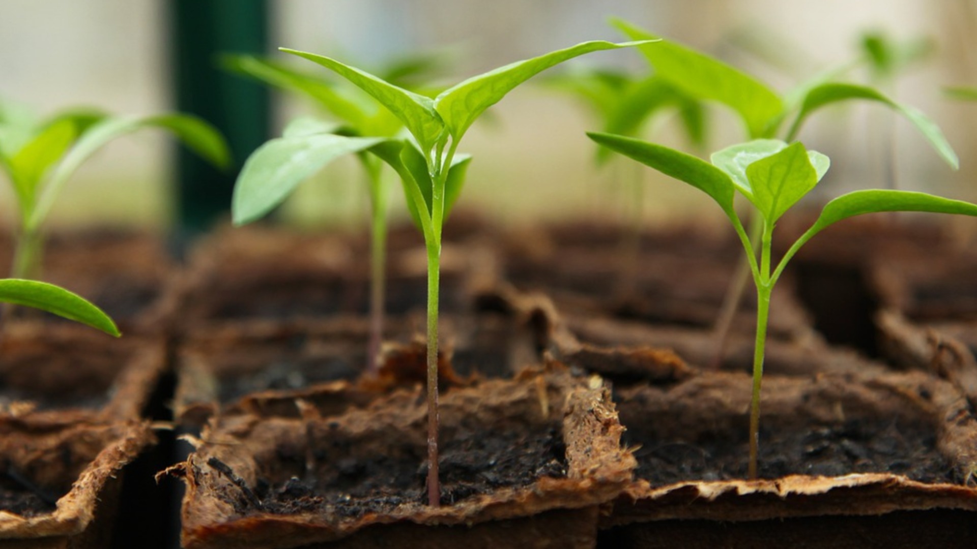 Как и когда пересаживать рассаду в стартовые лотки