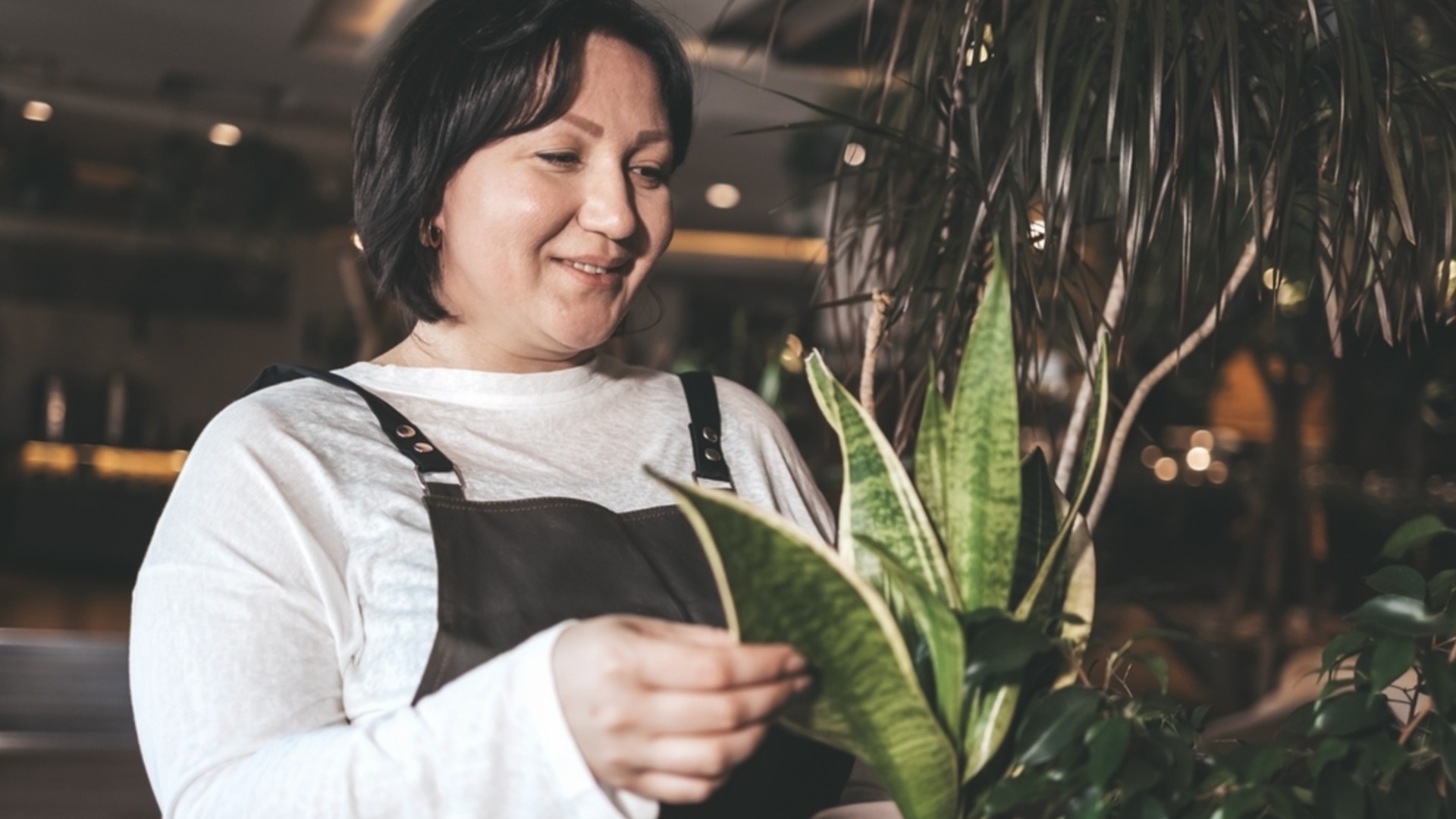 4 хитрости использования молока для быстрого роста змеиных растений