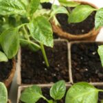 Как вырастить горох в горшках, чтобы получить вкусный урожай в кратчайшие сроки