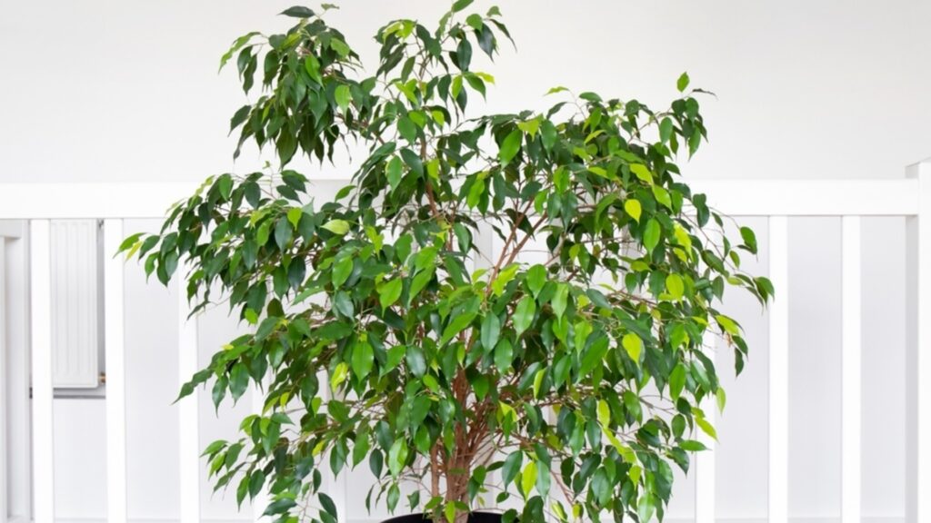 Лучшие места в доме для размещения фикуса