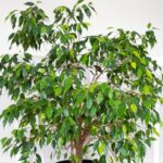 Лучшие места в доме для размещения фикуса