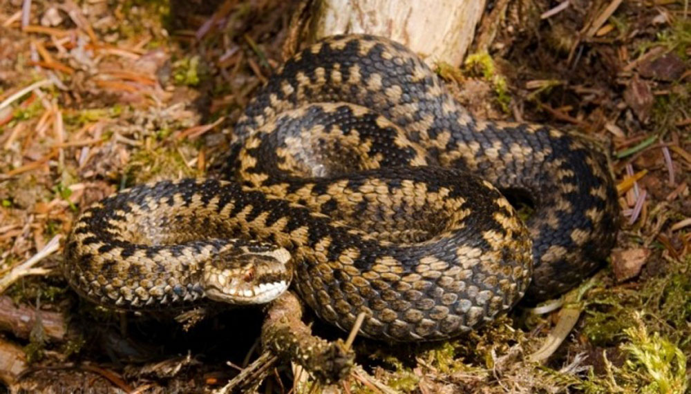 В 2025 году из-за укусов змей в Украине обратилось за помощью 150 человек