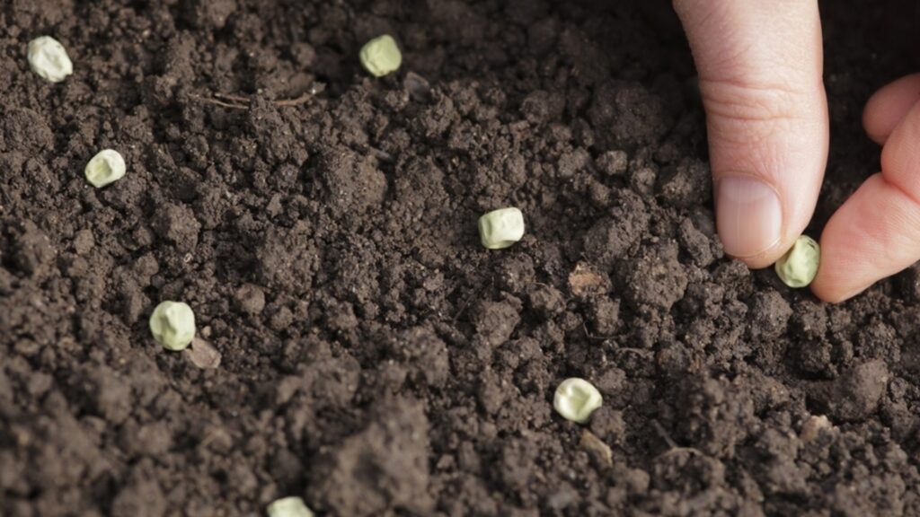 Кухонный прибор, помогающий семенам прорастать