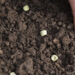 Кухонный прибор, помогающий семенам прорастать