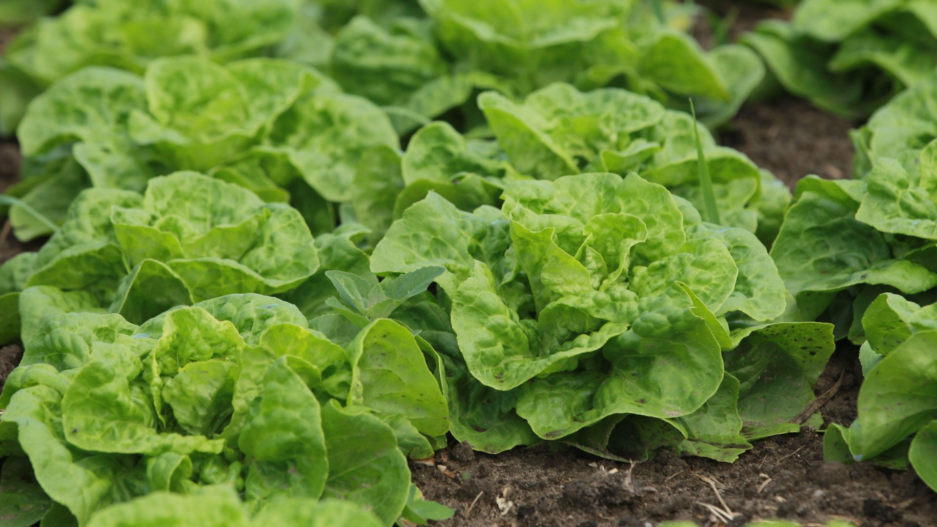 Как сеять салат и салаты при первом потеплении