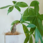 Распространенные ошибки при обрезке денежного дерева