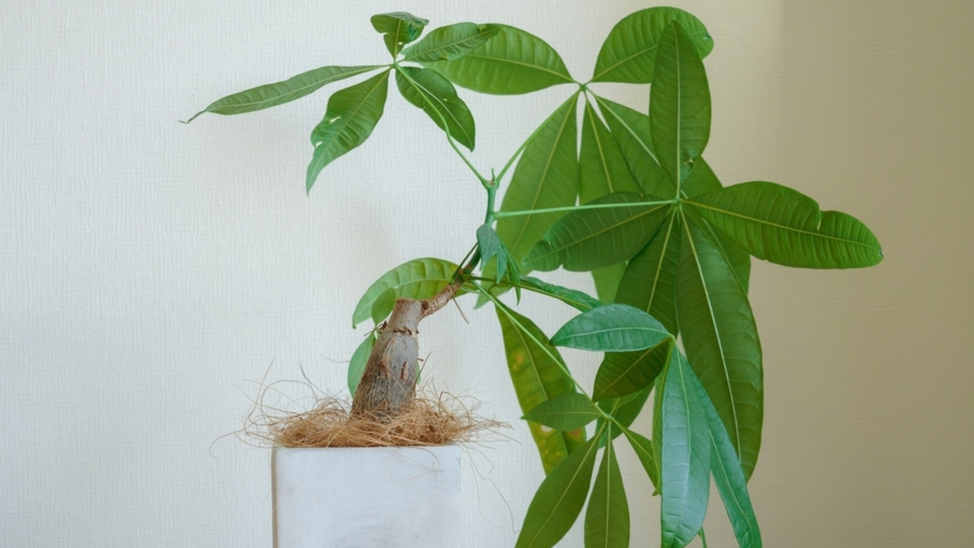 Распространенные ошибки при обрезке денежного дерева