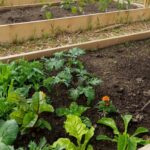 С чего начать выращивание грядок