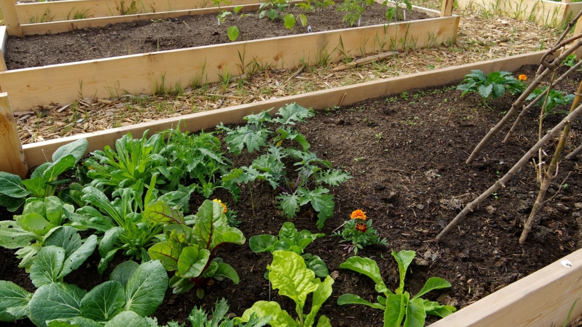 С чего начать выращивание грядок