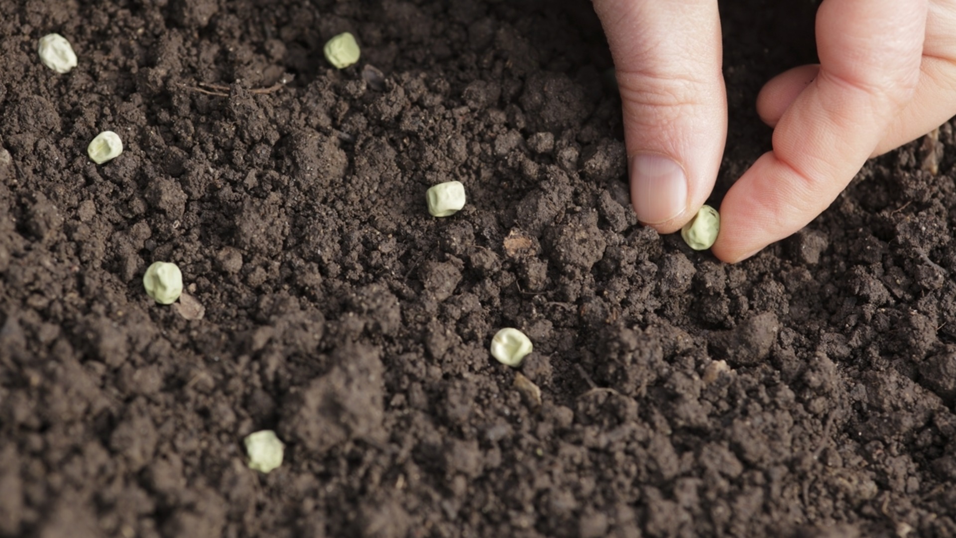 Ключевой этап посева, который умные садовники никогда не пропустят.