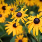 Посадите эти 7 растений в марте, и все лето вы будете наслаждаться сказочным садом.