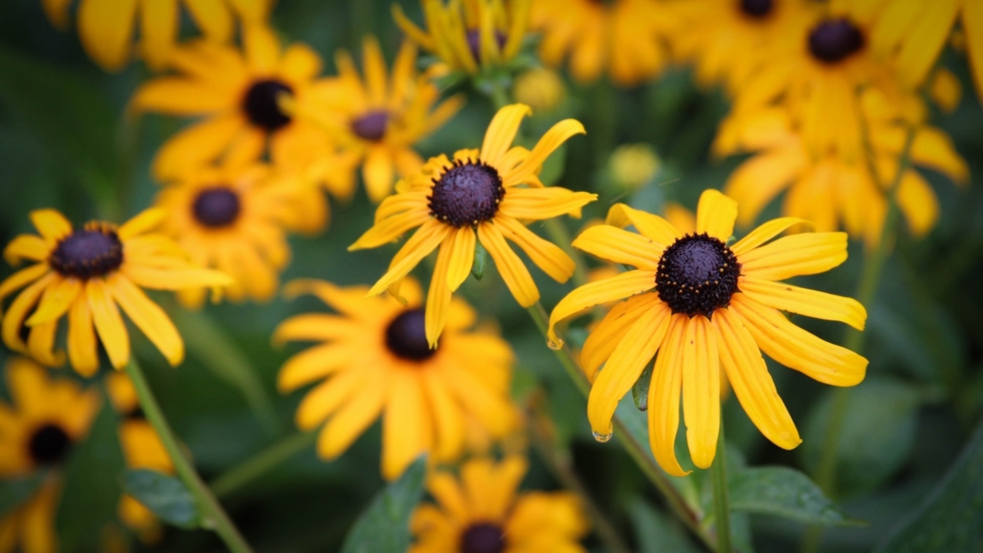 Посадите эти 7 растений в марте, и все лето вы будете наслаждаться сказочным садом.