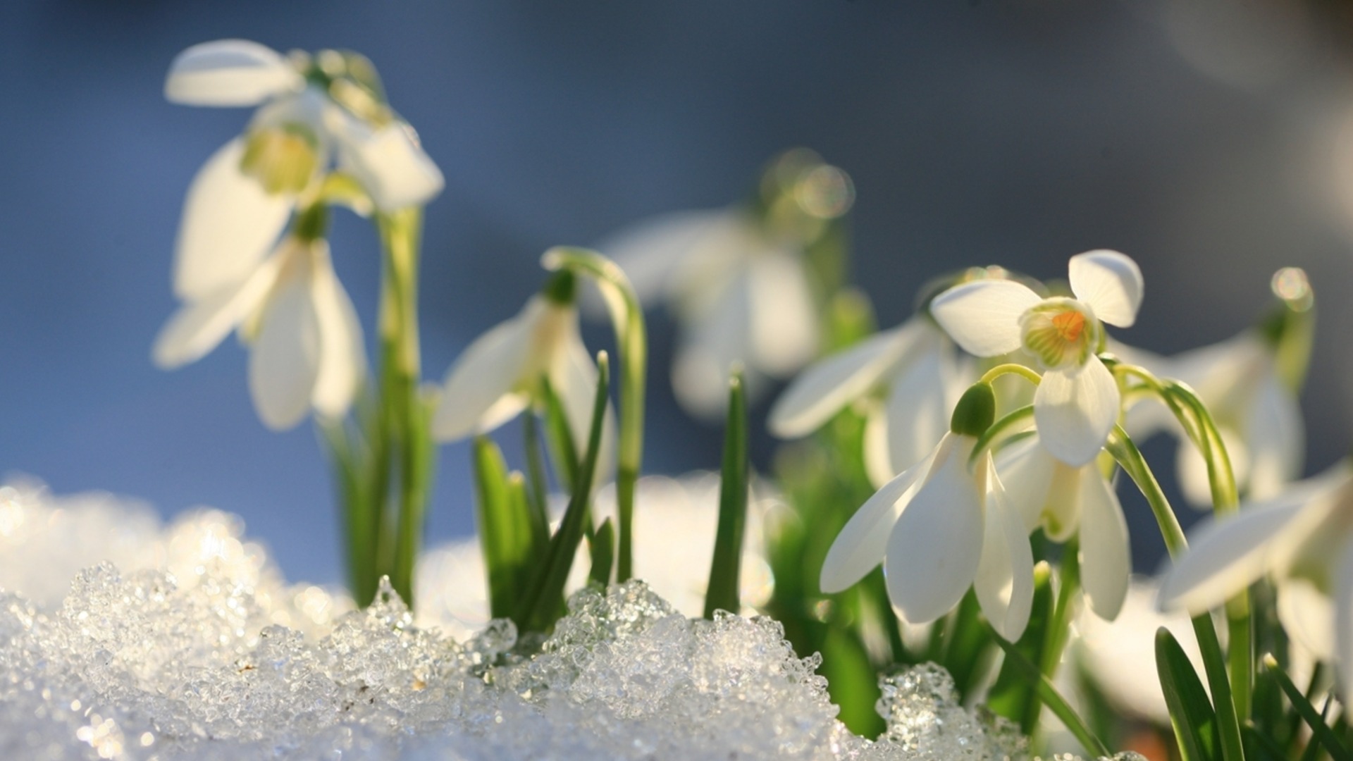 Уход за подснежниками в саду