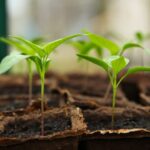 6 простых способов обеспечить здоровую рассаду – без потерь и разочарований