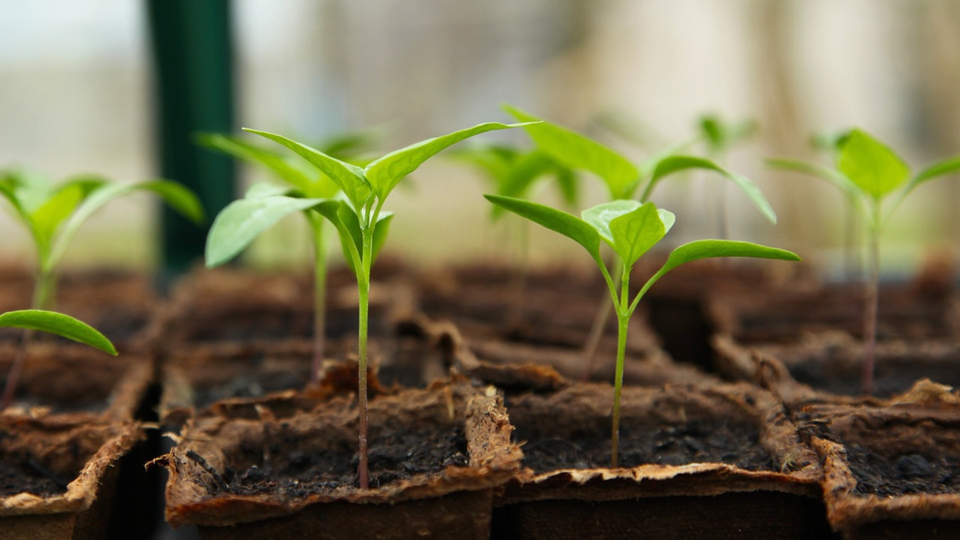 6 простых способов обеспечить здоровую рассаду – без потерь и разочарований