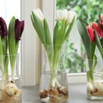 Как разделить луковицы тюльпанов для большего весеннего цветения