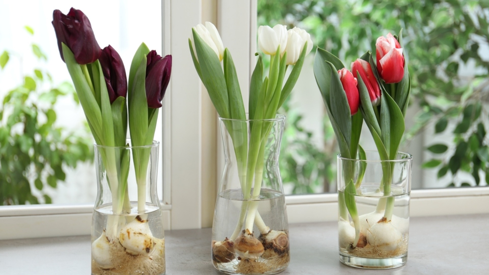 Как разделить луковицы тюльпанов для большего весеннего цветения