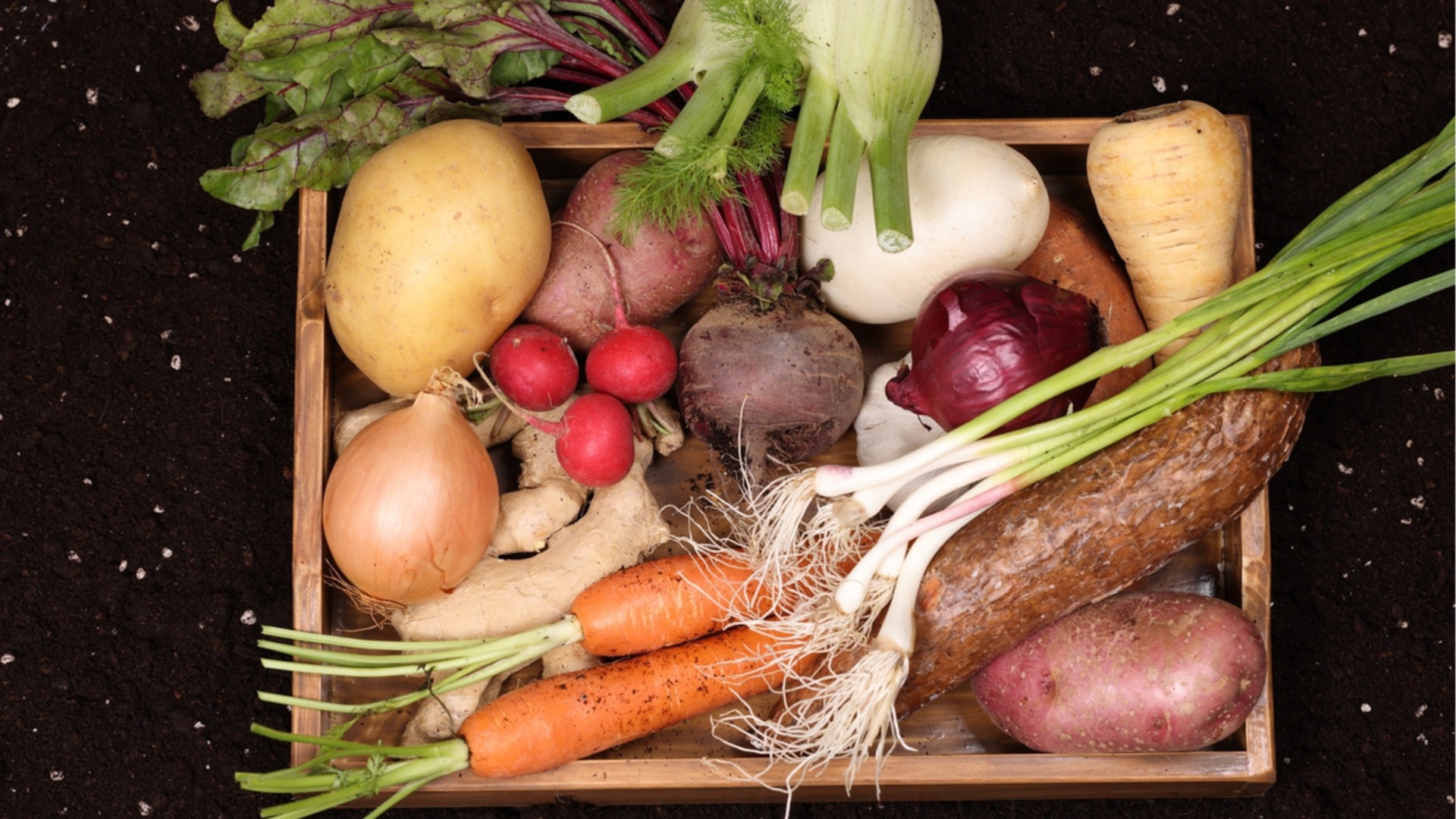 Корнеплоды для выращивания в саду