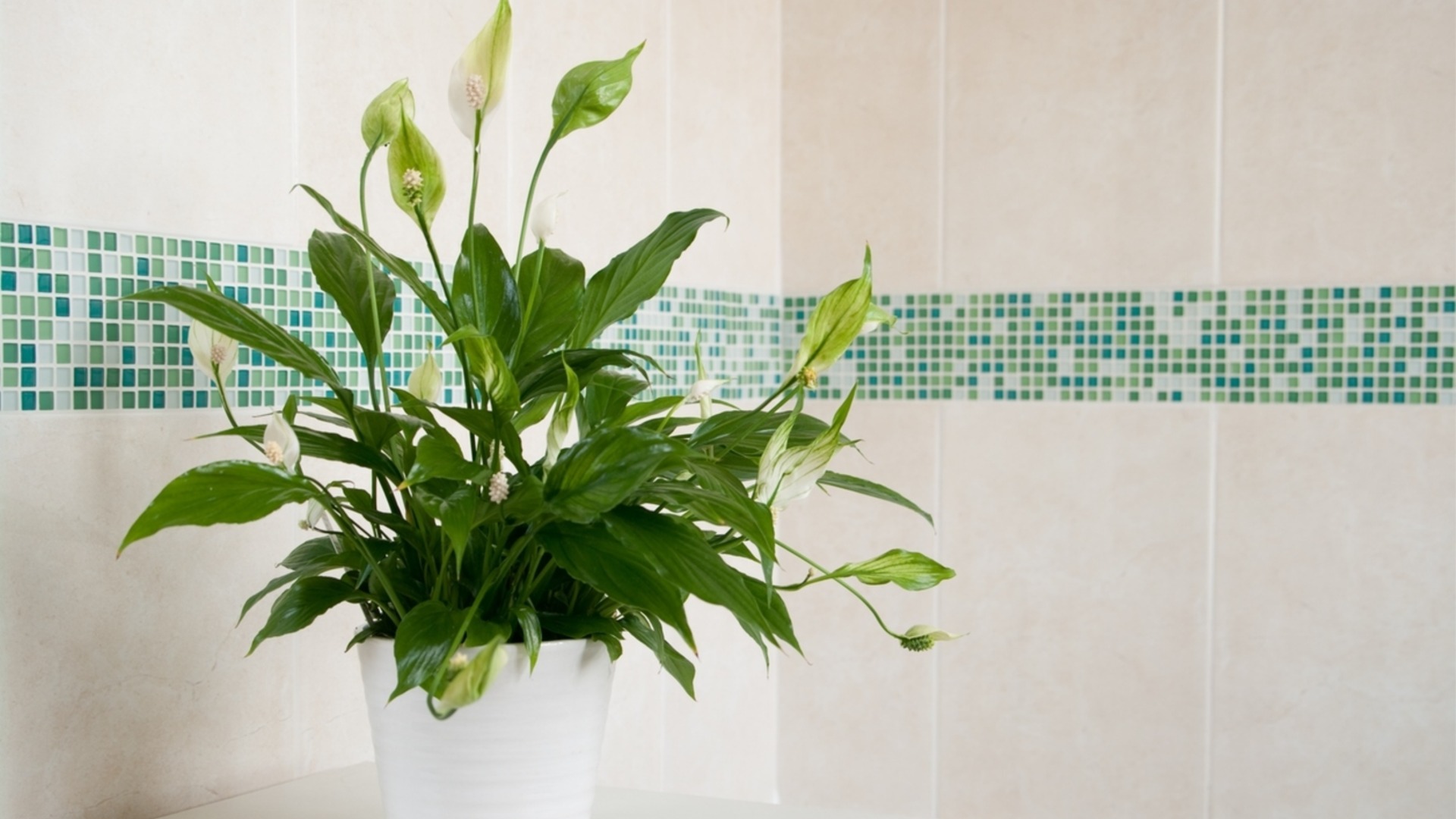 Почему мирная лилия отказывается цвести?