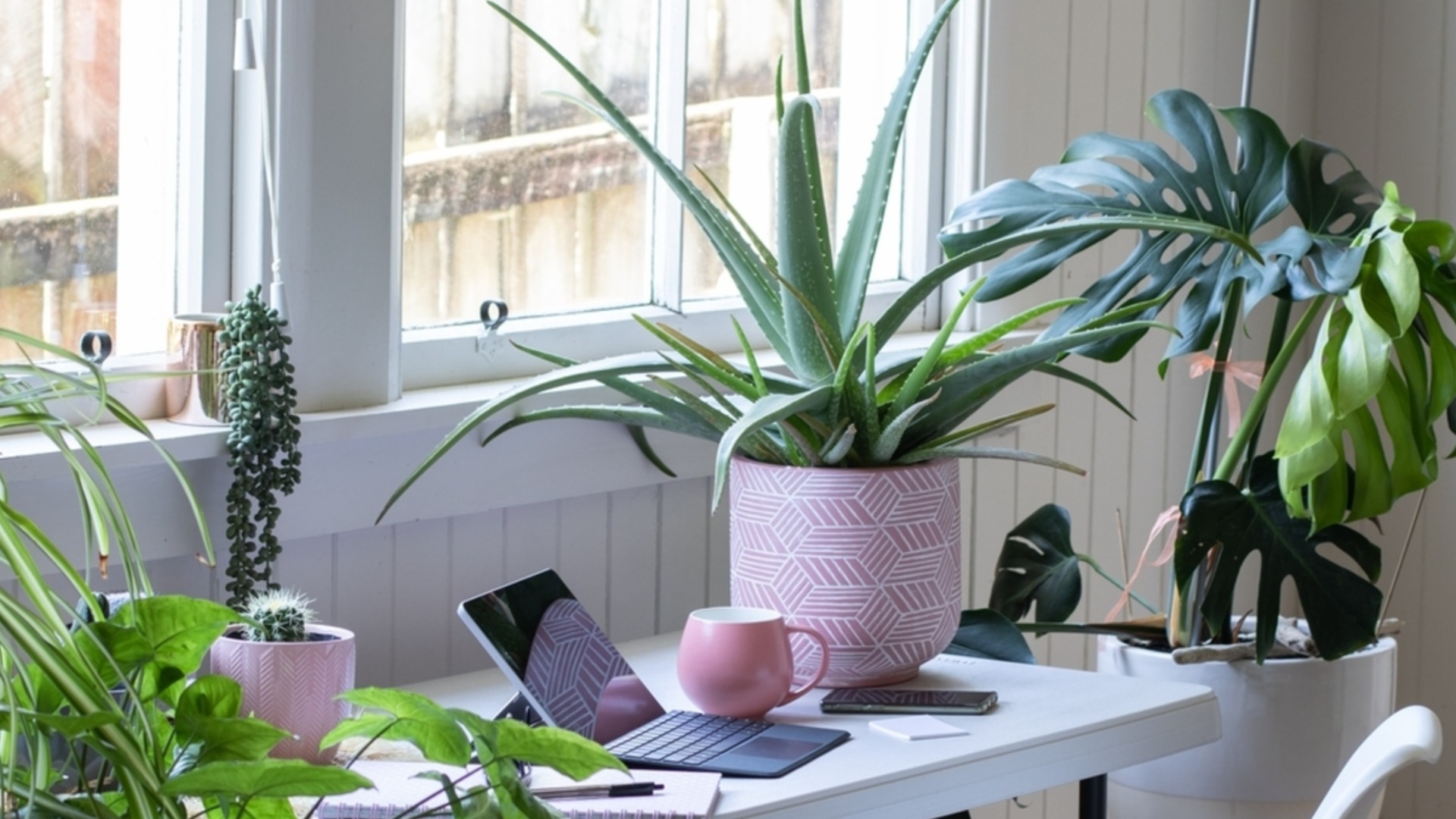 Как правильно ухаживать за растениями в феврале