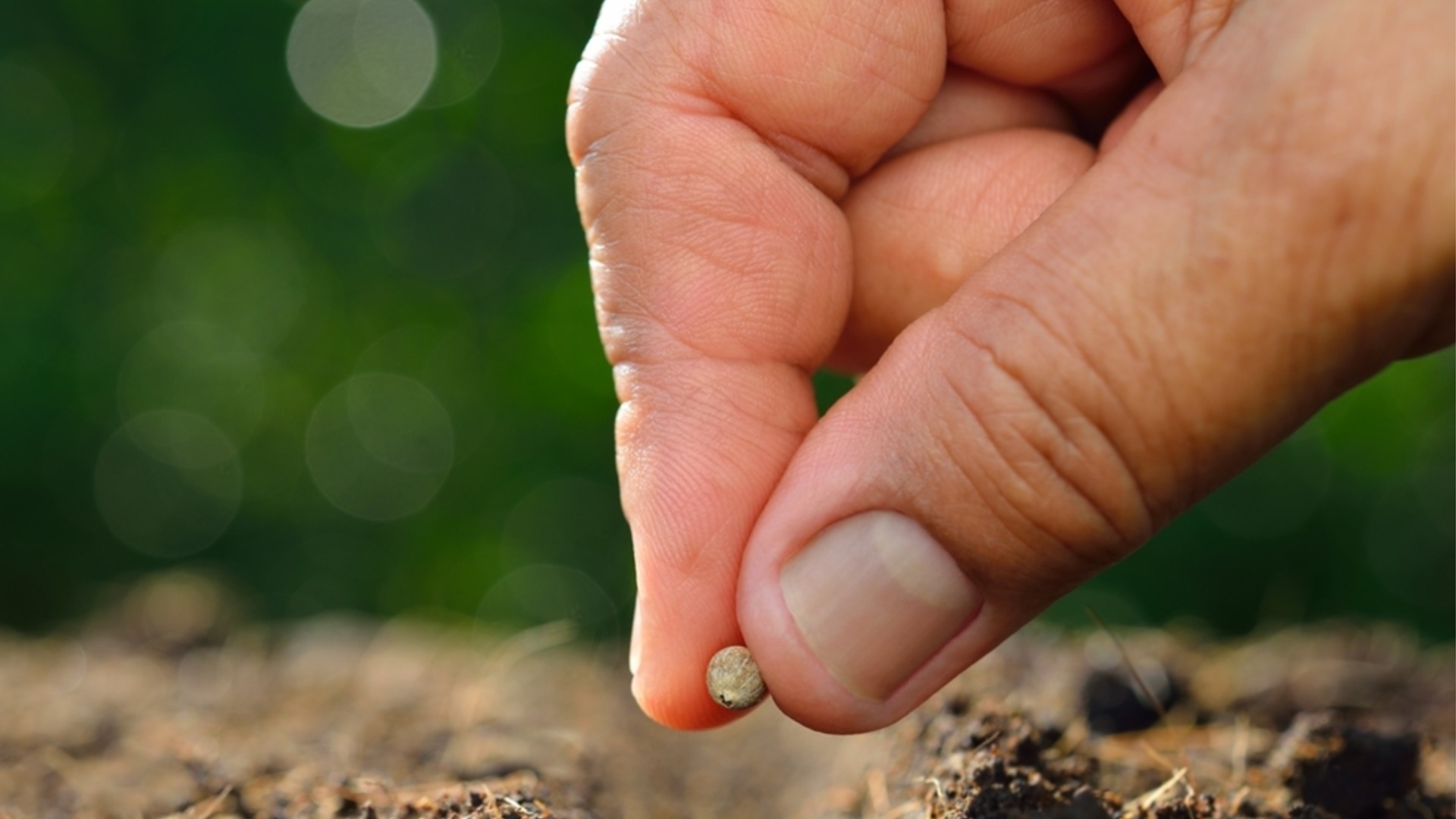 Это единственный правильный способ хранения семян растений.