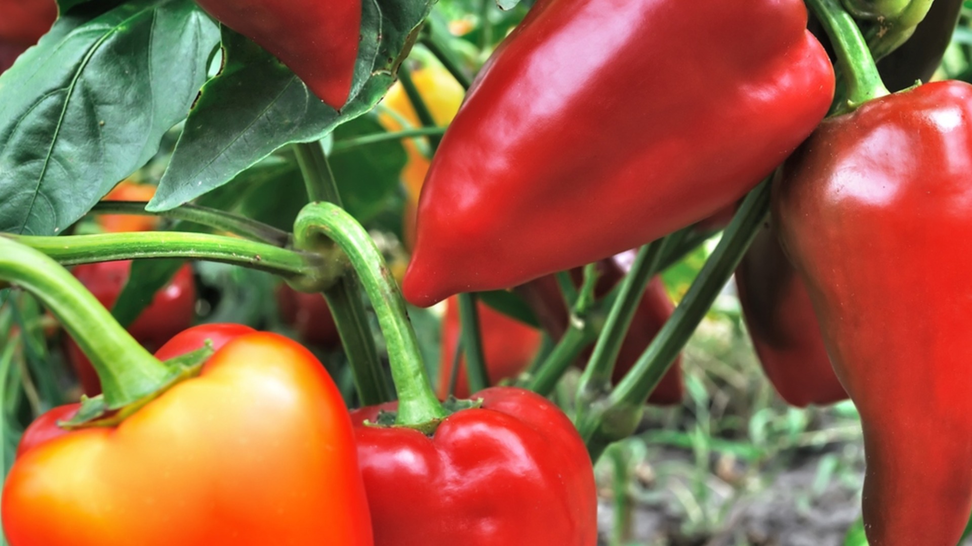 На этой неделе перцы подорожали на 58 процентов, апельсины и груши подешевели.