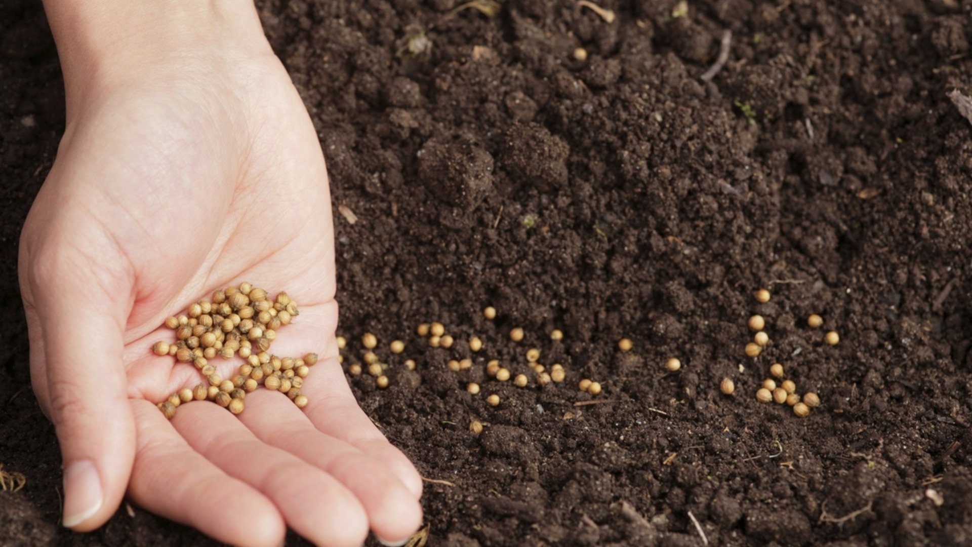 Секрет опытного садовника: как заставить прорасти даже старые семена (часть 2)