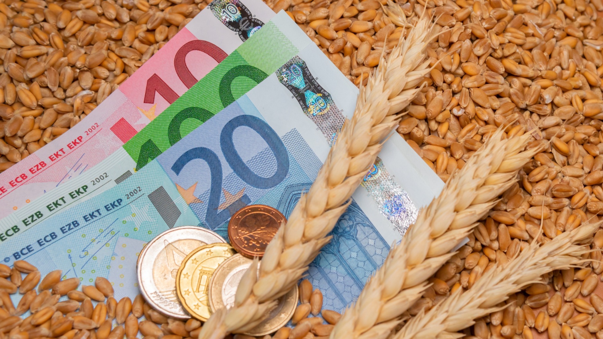 Пшеница и кукуруза дорожают на мировых рынках