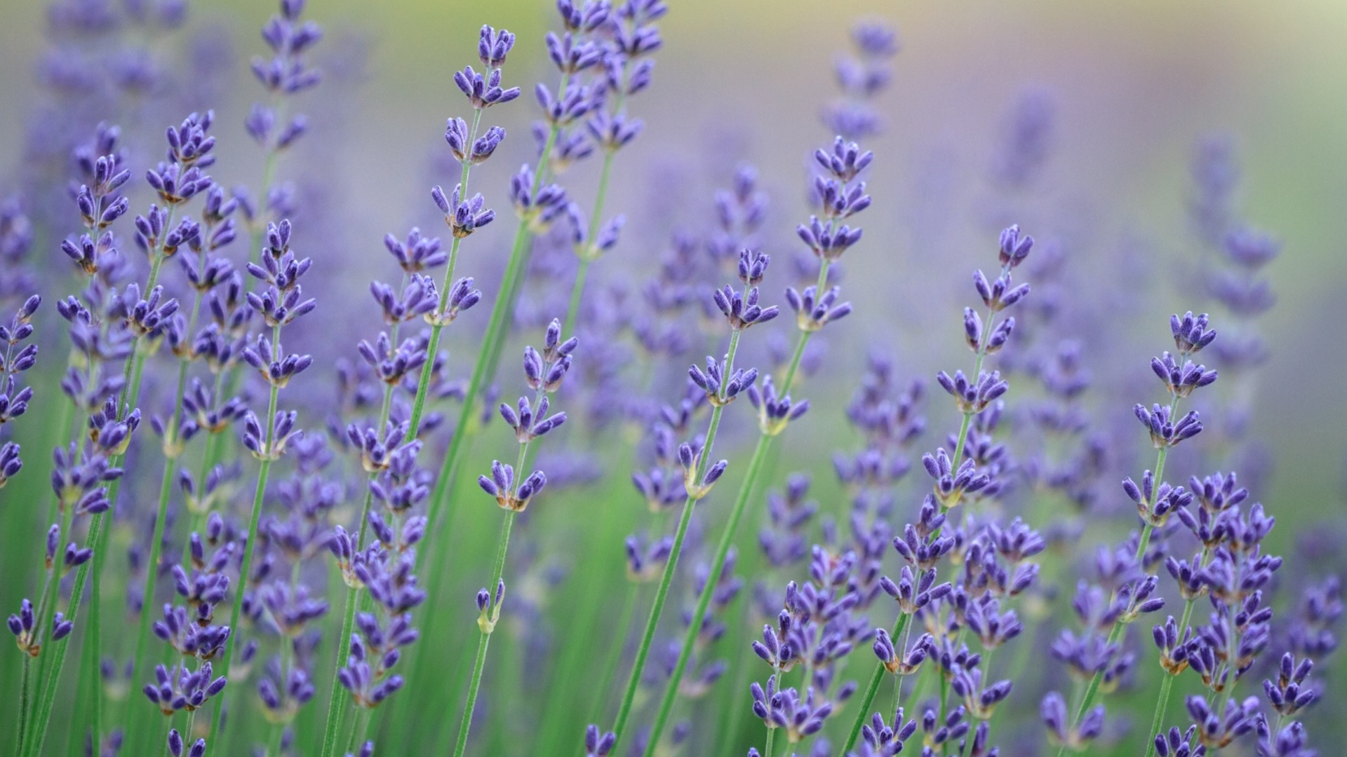 Всегда сажайте эти травы рядом с лавандой.