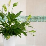 Как пересадить мирную лилию, чтобы получить здоровое и красивое цветение