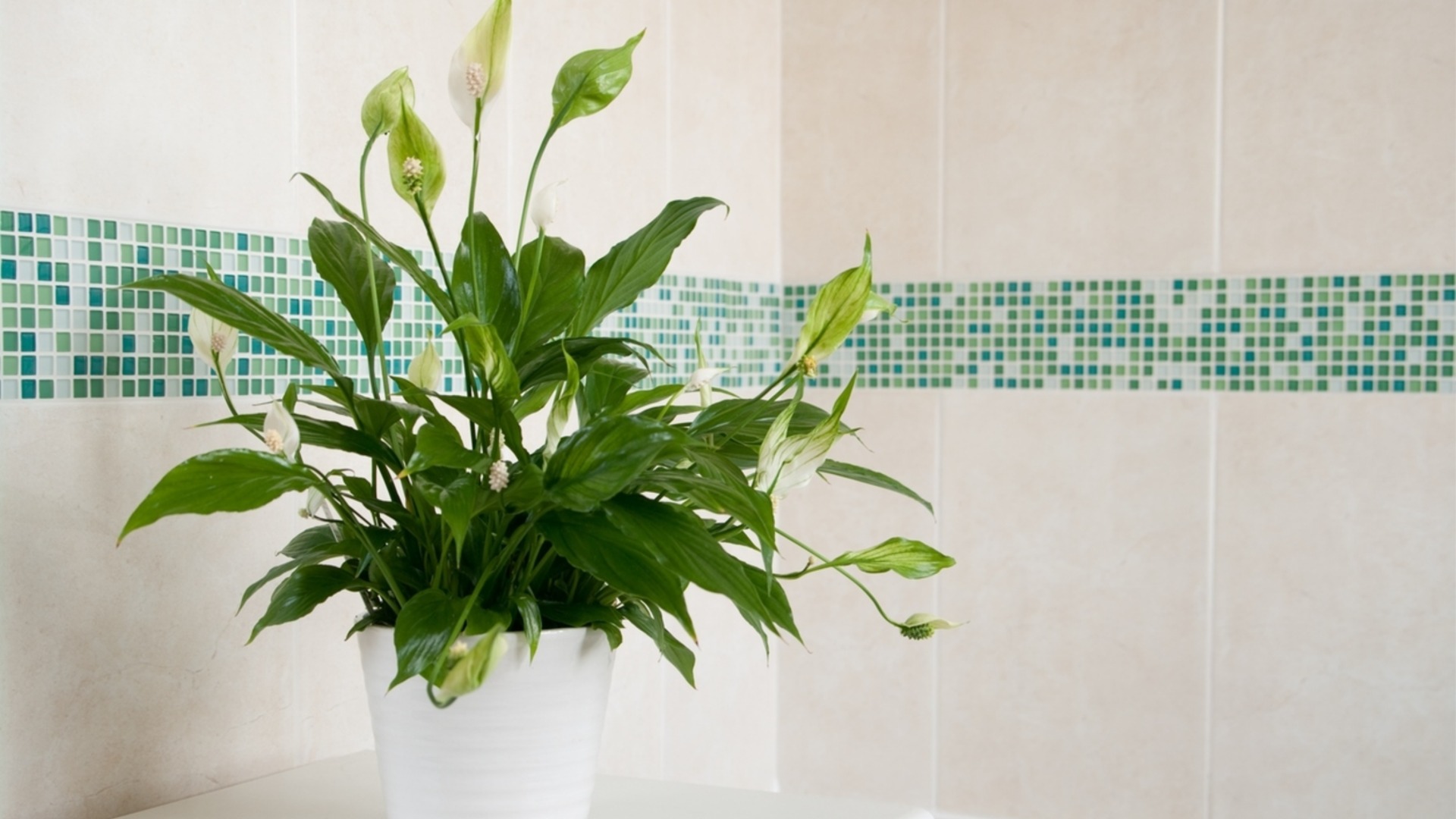 Как пересадить мирную лилию, чтобы получить здоровое и красивое цветение